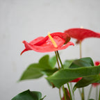 Anthurium andraeanum