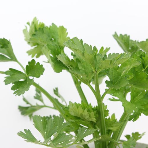 Apium graveolens- Apio