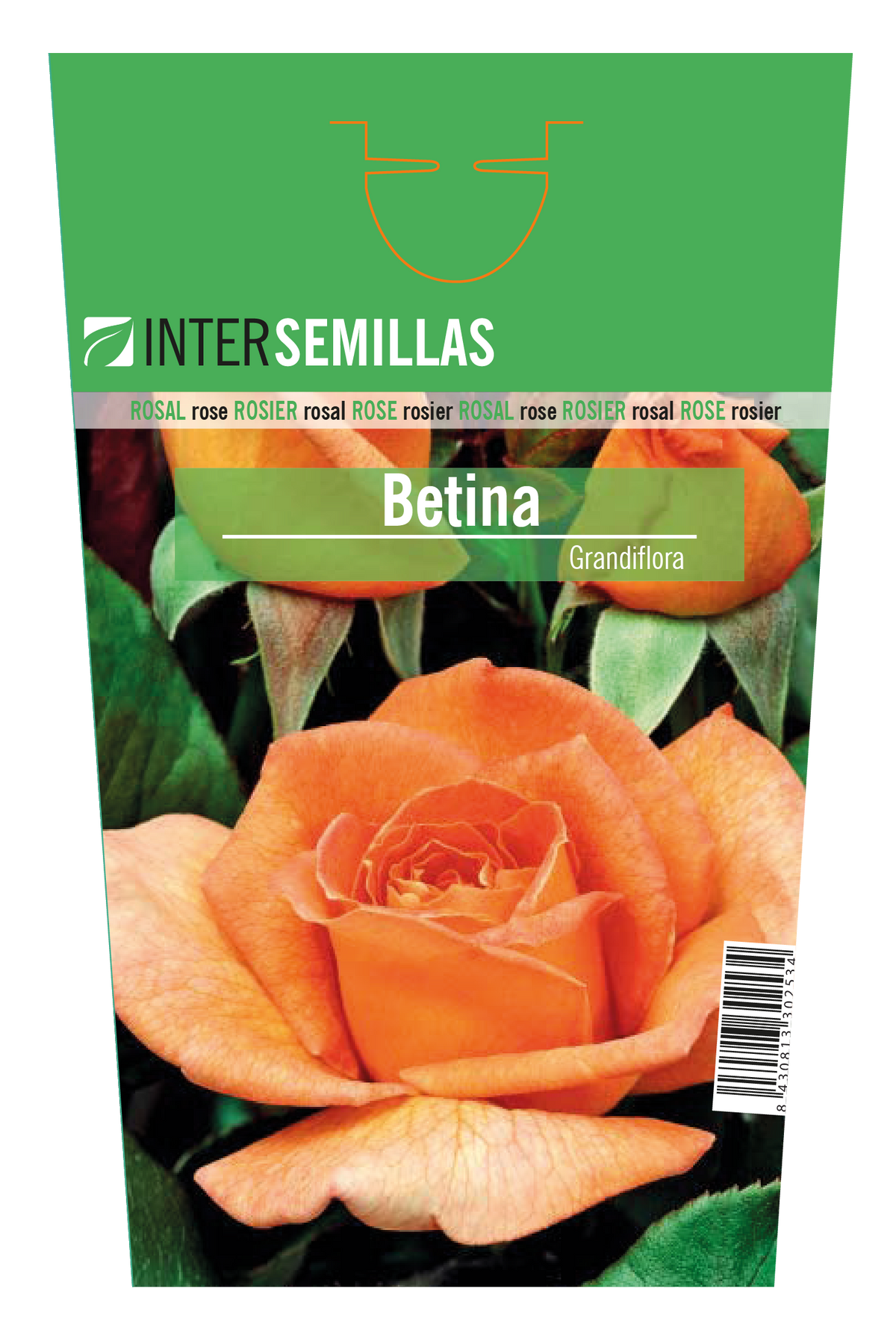 Rosal Intersemillas "Betina"