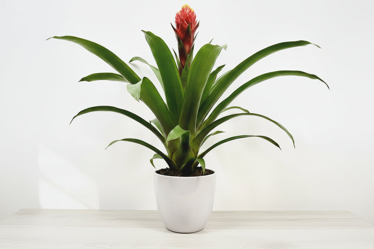 Bromelia Guzmania Tala