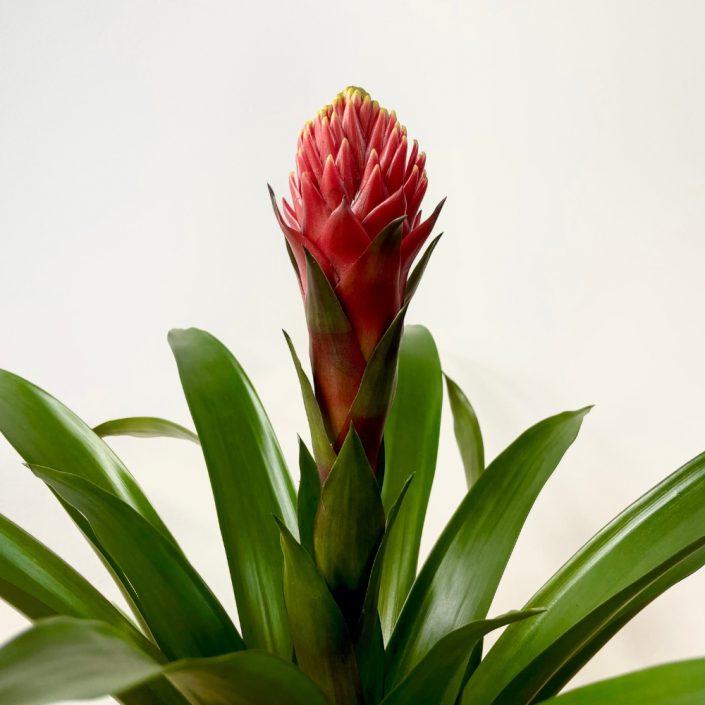 Bromelia Guzmania Tala