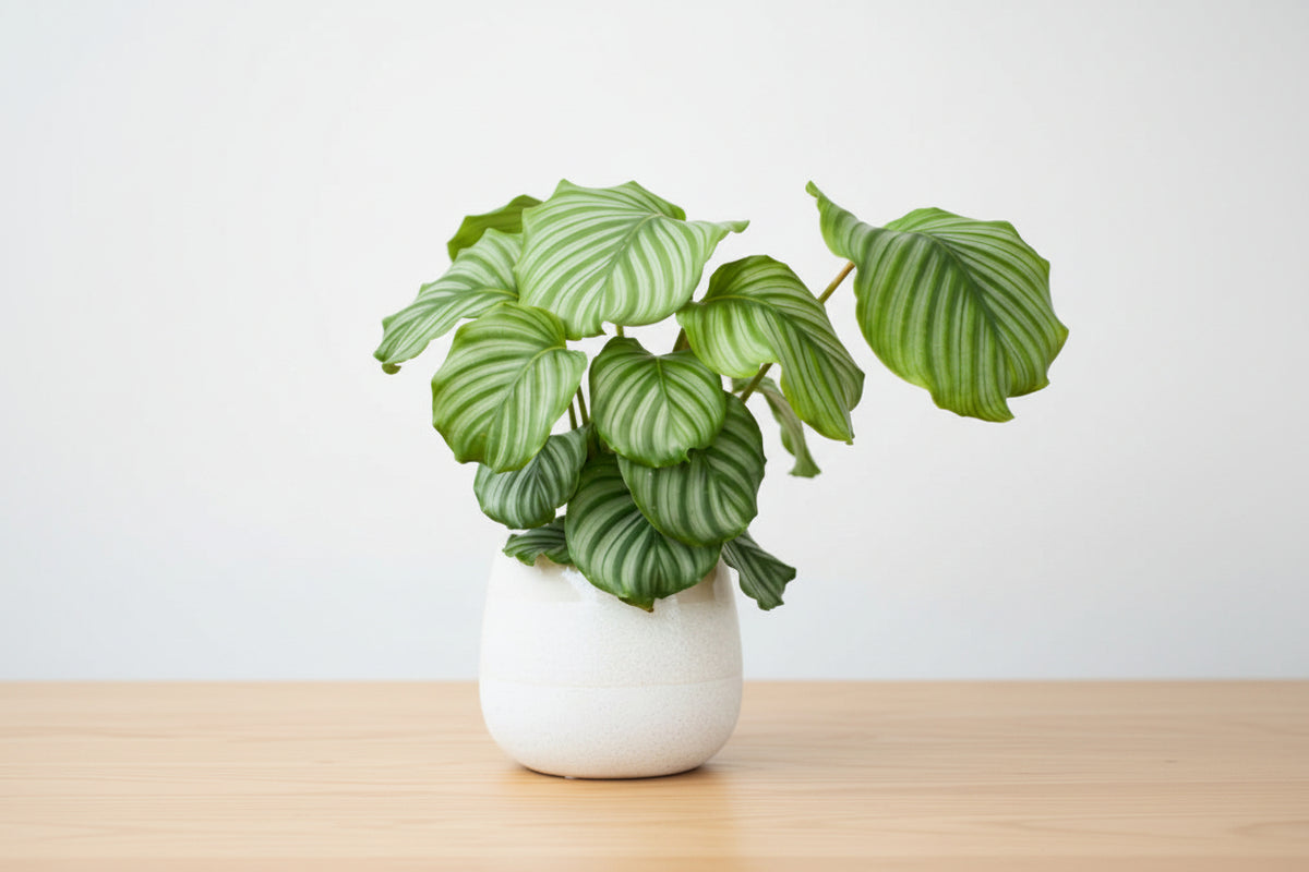 Calathea Orbifolia