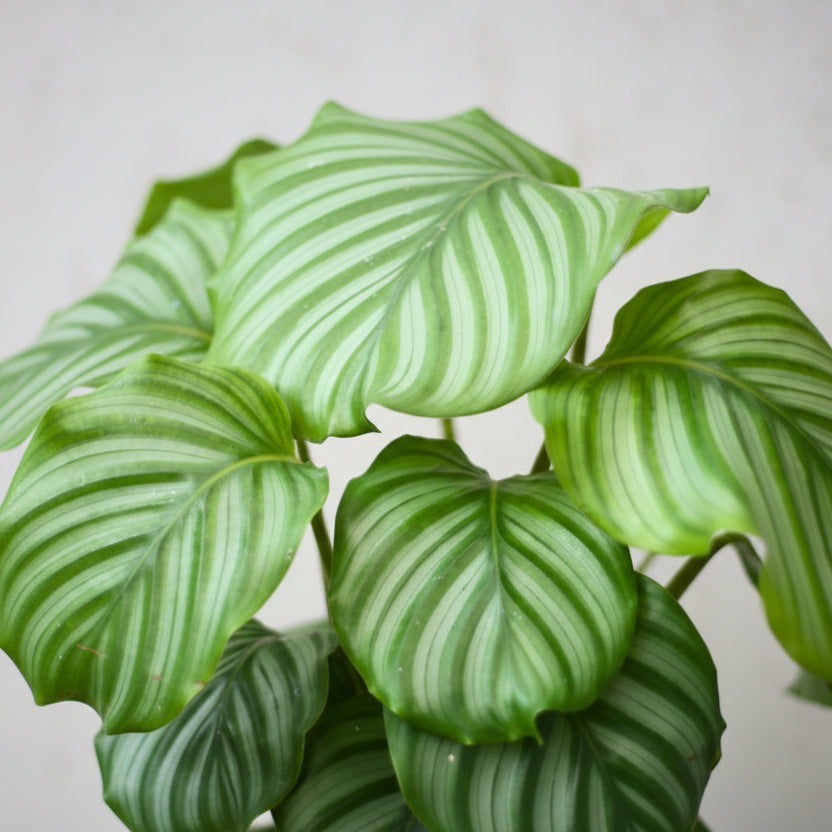 Calathea Orbifolia