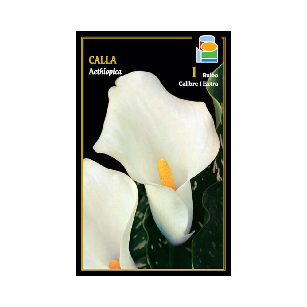 Calla - Blanca