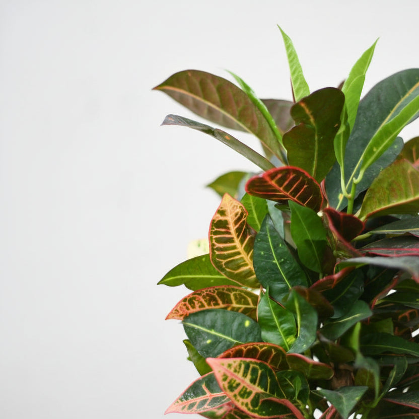 Codiaeum variegatum "Petra"