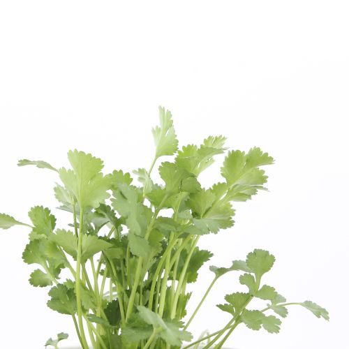 Coriandrum sativum - Cilantro