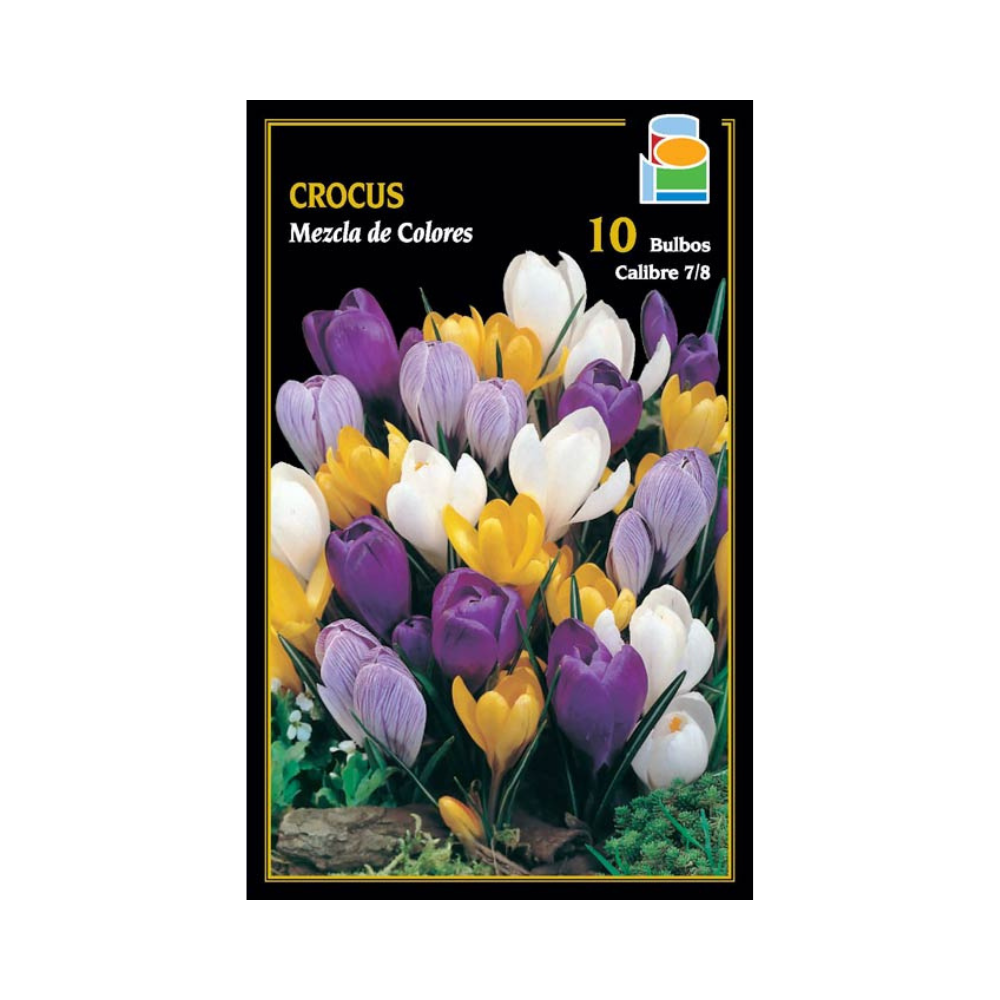 Crocus - Mezcla de colores