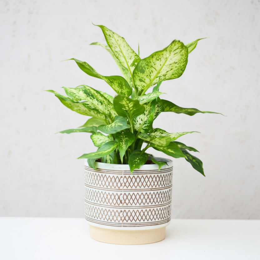 Dieffenbachia