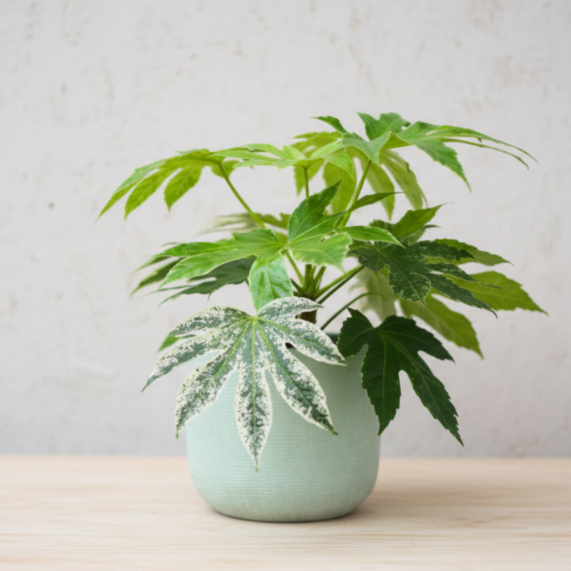 Fatsia japonica