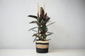 Ficus Robusta