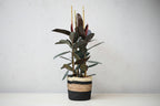 Ficus Robusta