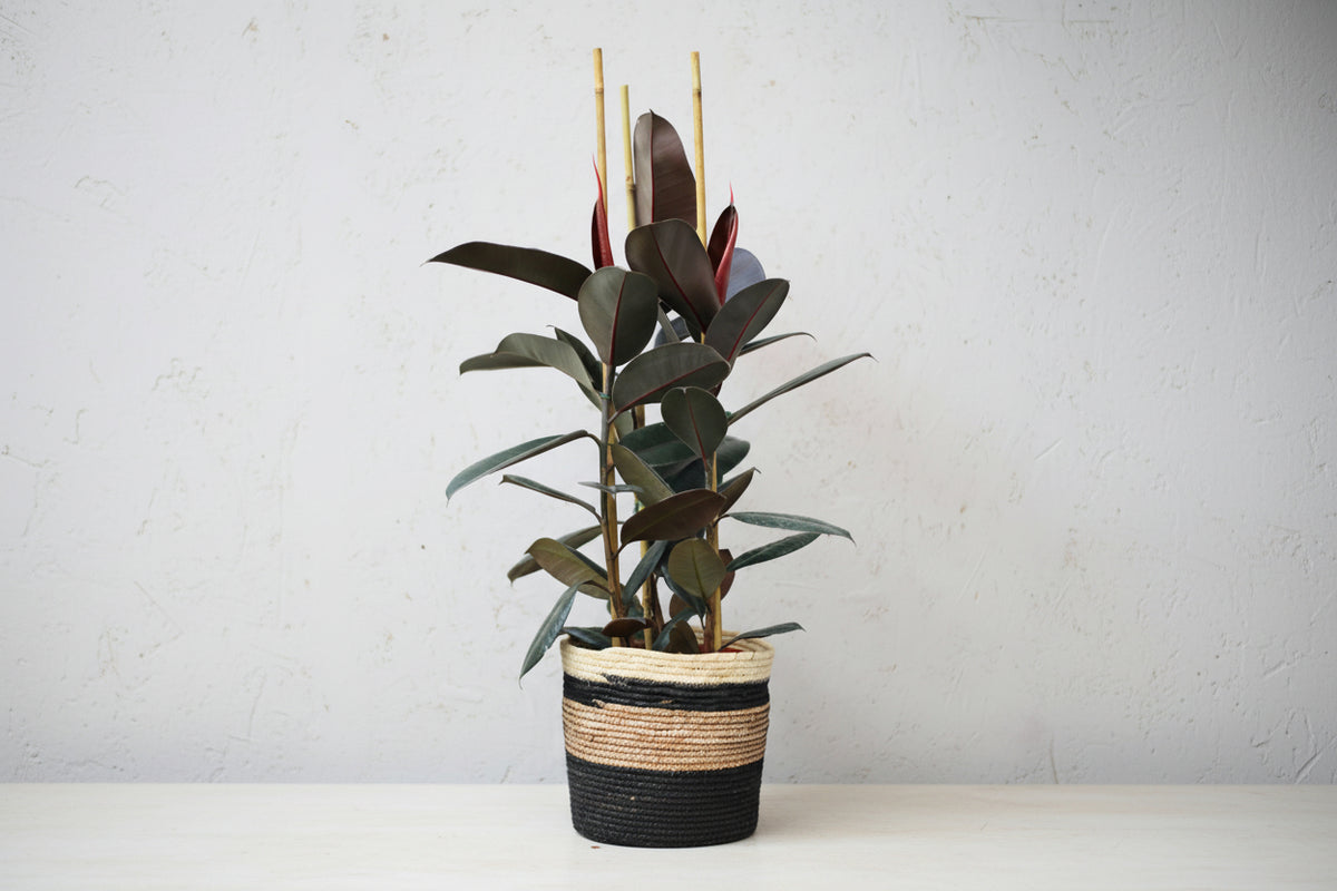 Ficus Robusta