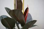 Ficus Robusta