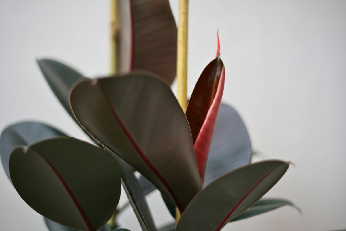 Ficus Robusta