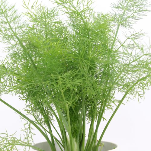 Foeniculum vulgare - Hinojo