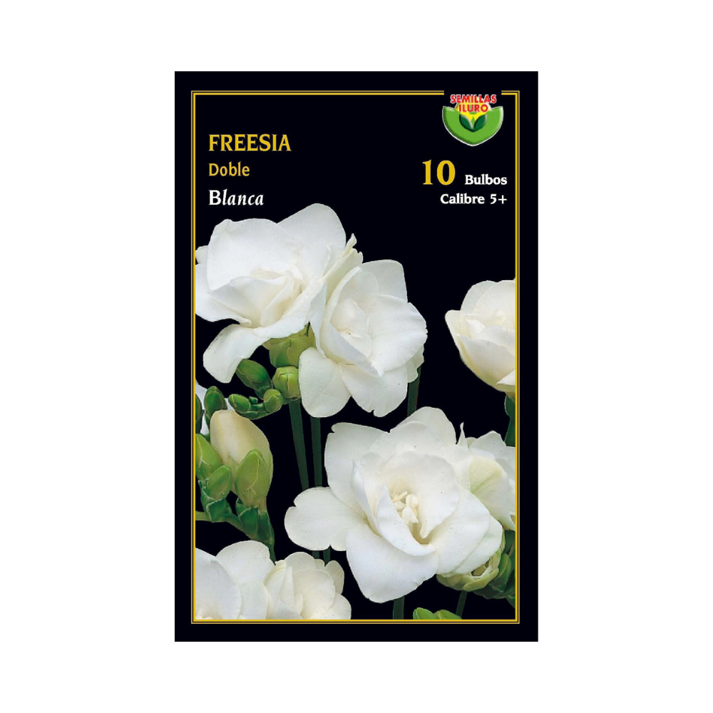 Freesia doble - Blanco