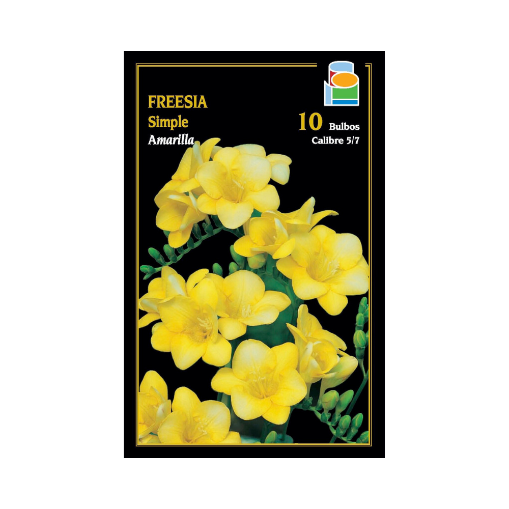 Freesia simple - Amarillo