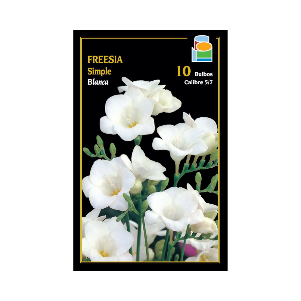 Freesia simple - Blanca