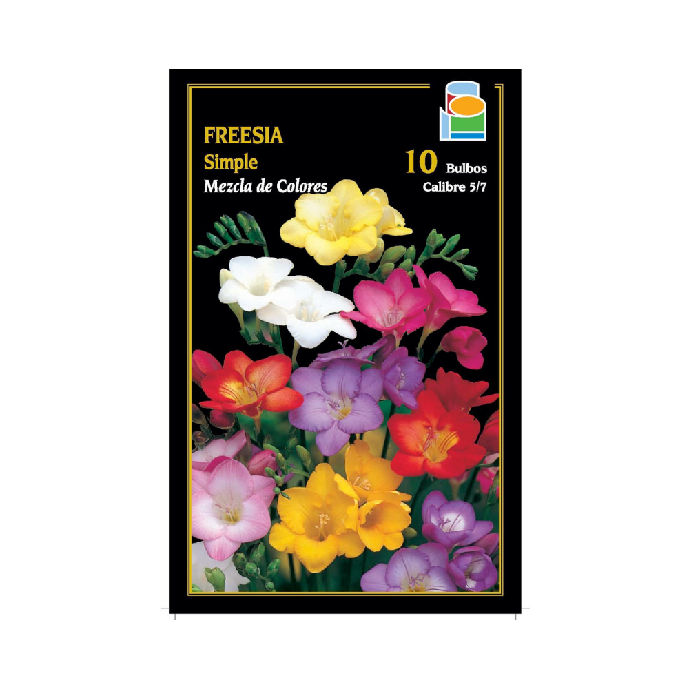 Freesia simple - Mezcla de colores