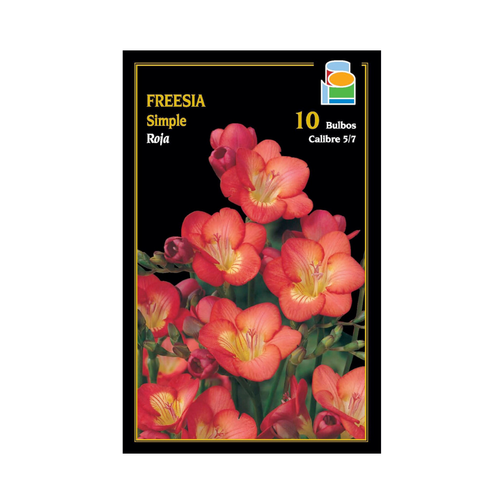 Freesia simple - Roja