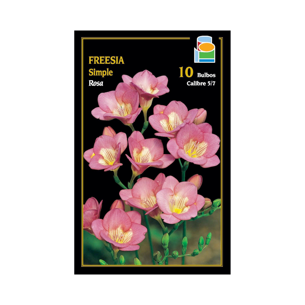 Freesia simple - Rosa