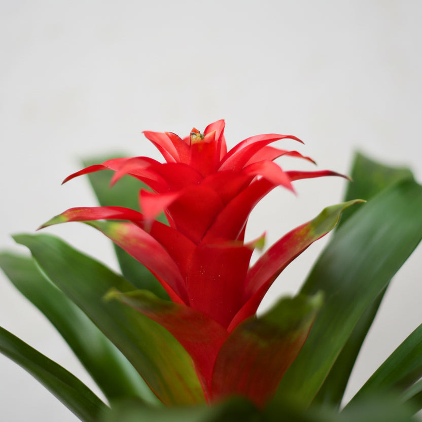 Guzmania Calypso