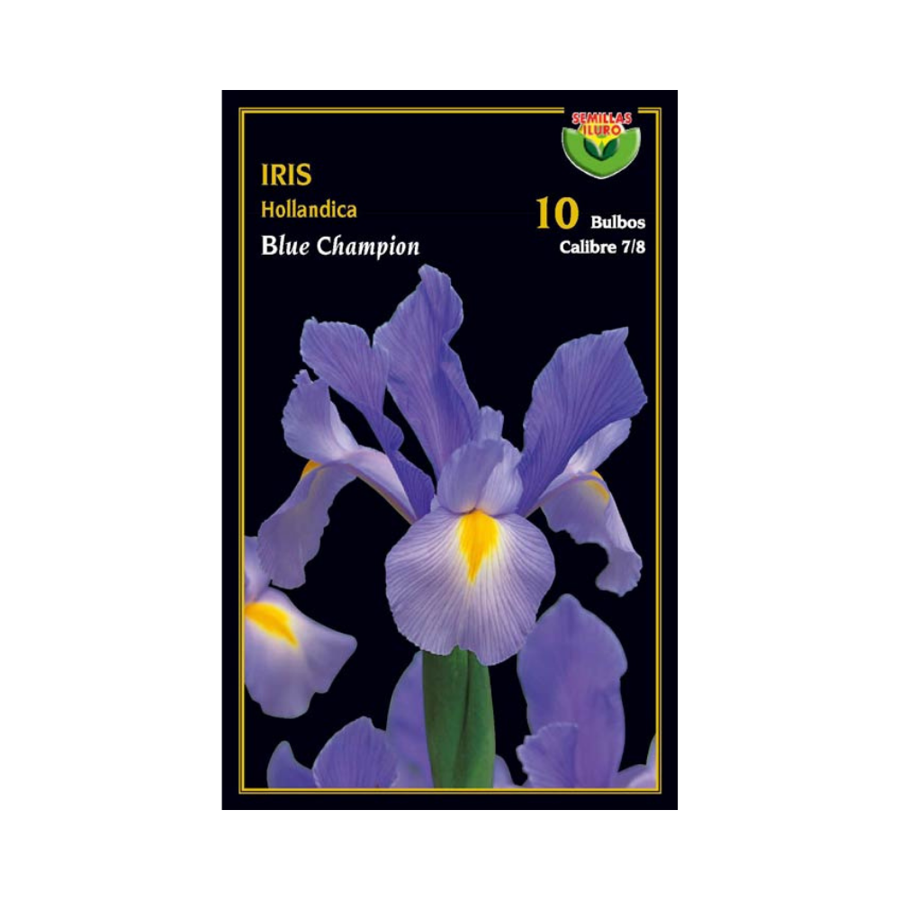Iris Hollandica - Blue Champion