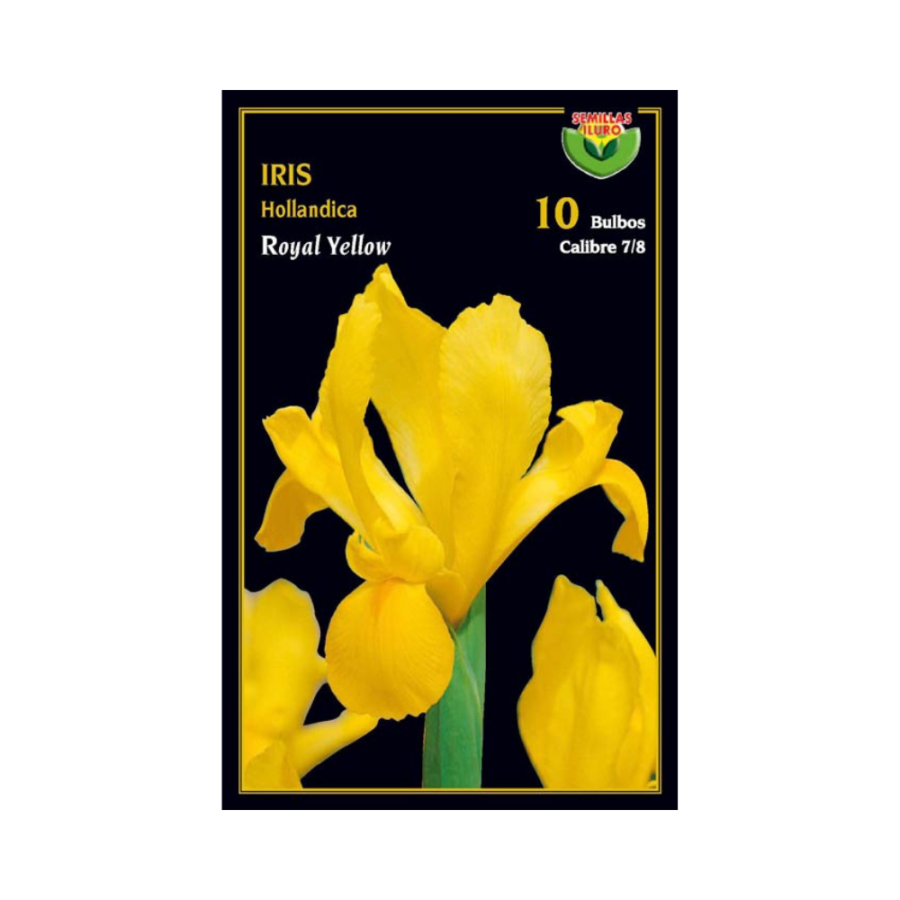 Iris Hollandica - Royal Yellow