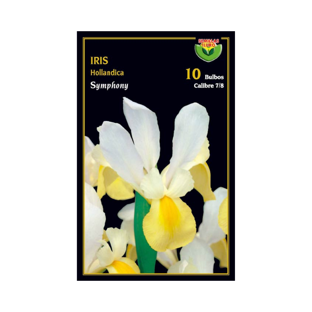 Iris Hollandica - Symphony