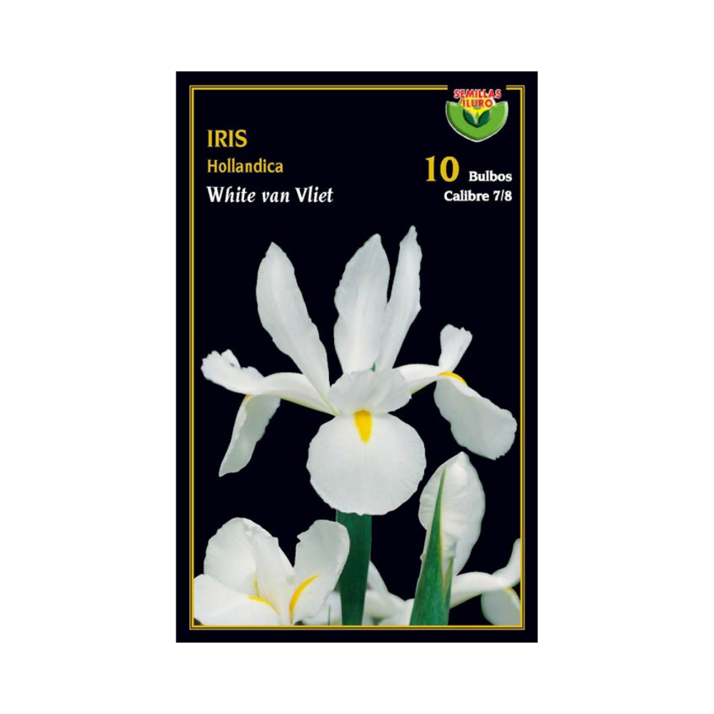 Iris Hollandica - White Van Vliet