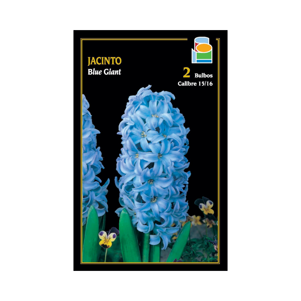 Jacinto - Blue Giant
