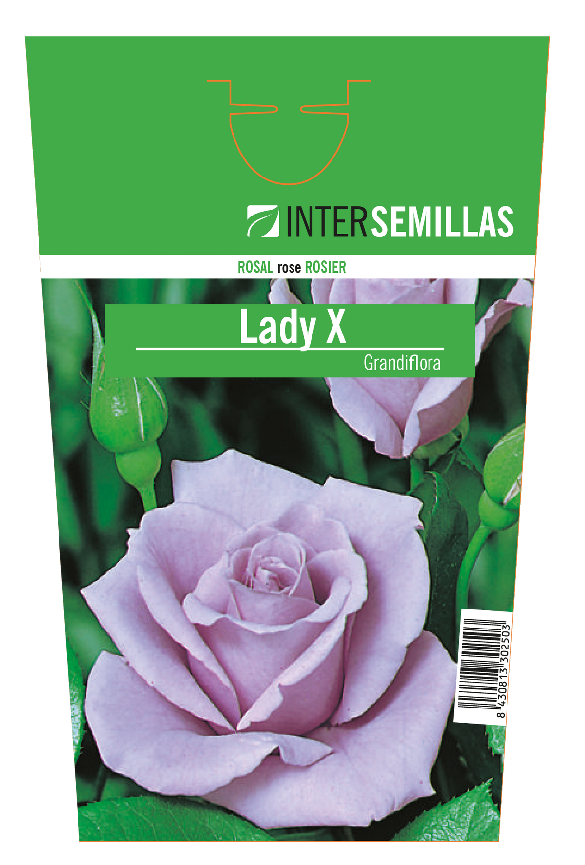 Rosal Intersemillas "Lady X"