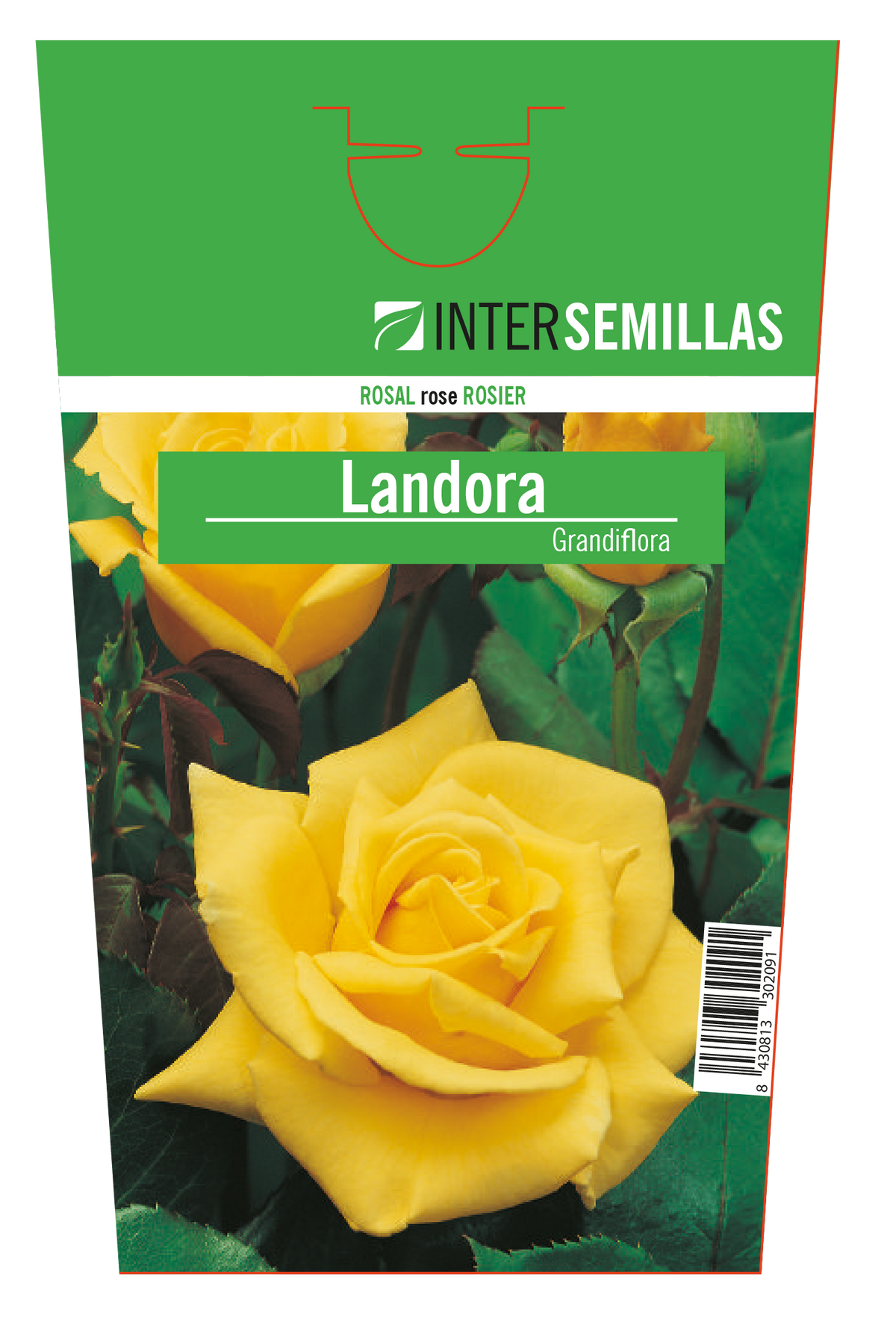 Rosales Intersemillas "Landora"