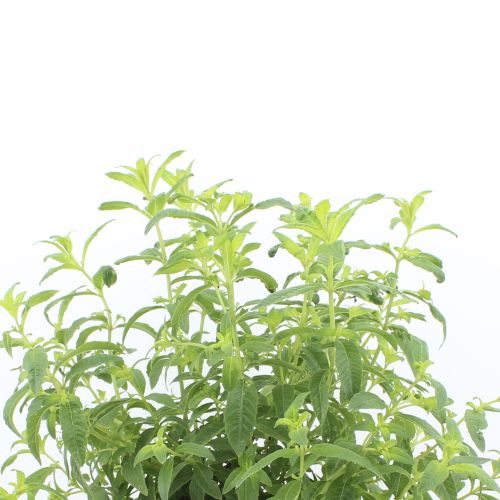 Lippia triphillia - Hierba Luisa