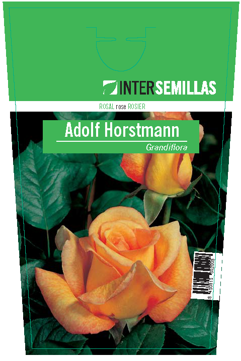Rosal Intersemillas "Adolf Horstmann"