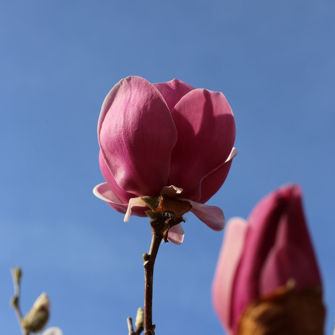 Magnolia caduca