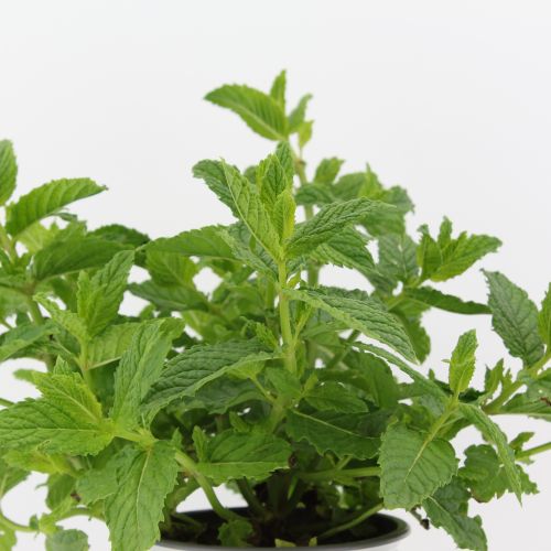 Mentha spicata - Hierba buena