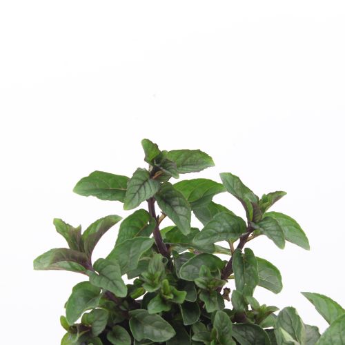 Mentha spicata chocolate