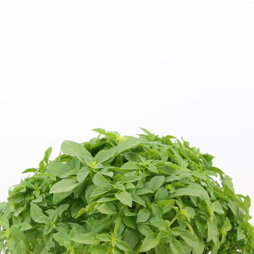 Ocimum basilicum - Albahaca de hoja pequeña