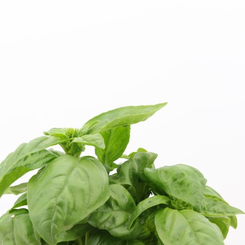 Ocimum basilicum - Albahaca de hoja grande