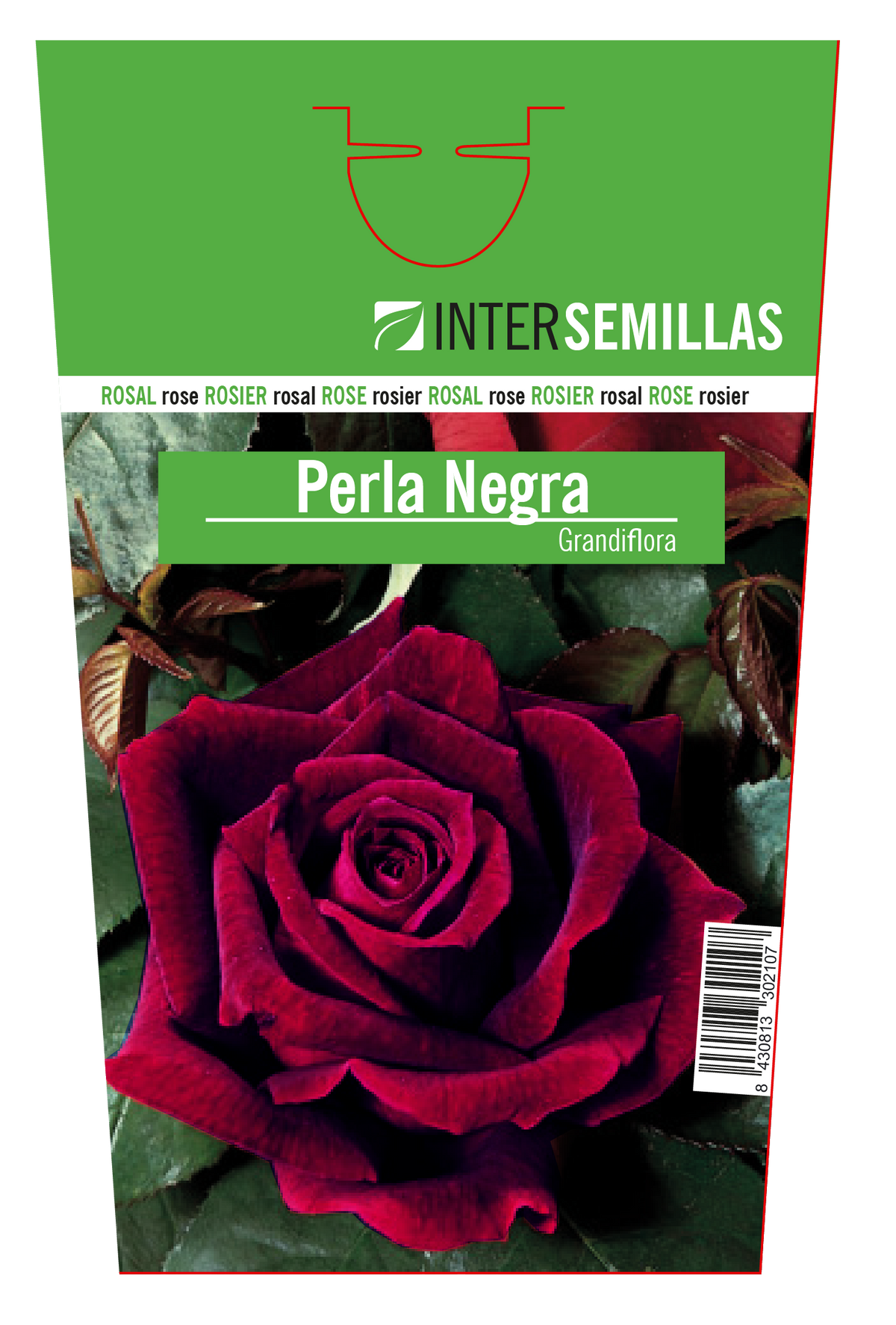 Rosal Intersemillas "Perla Negra"