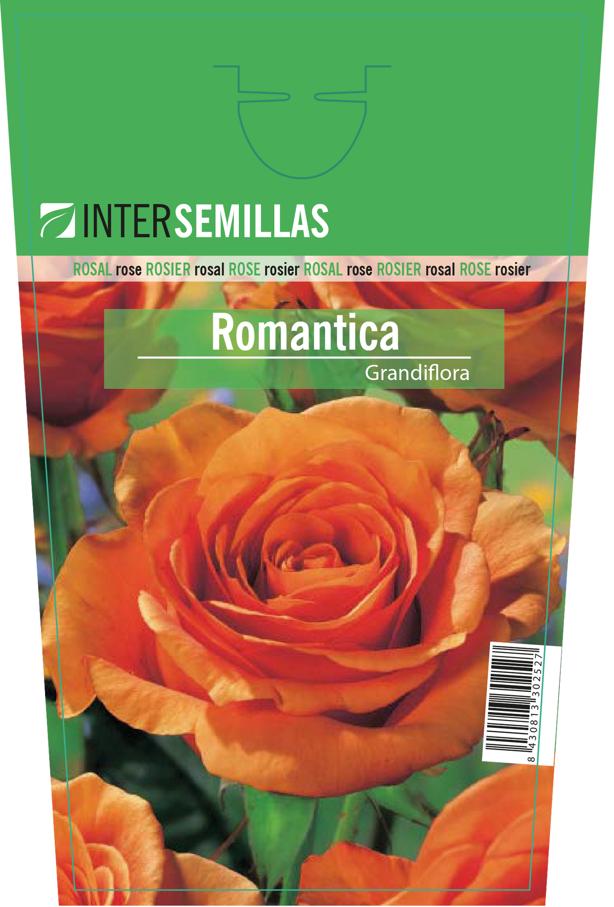 Rosal Intersemillas "Romantica"