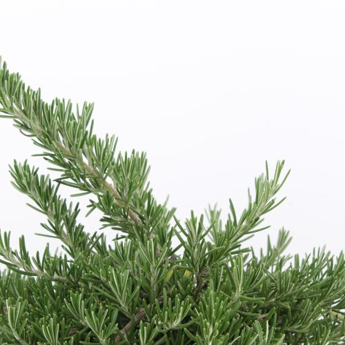 Rosmarinus officinalis prostratus - Romero rastrero