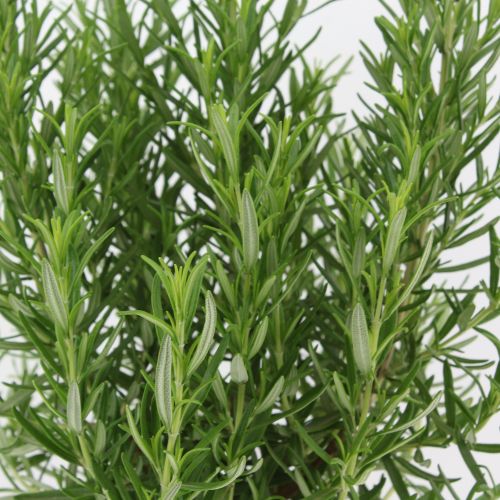 Rosmarinus officinalis - Romero