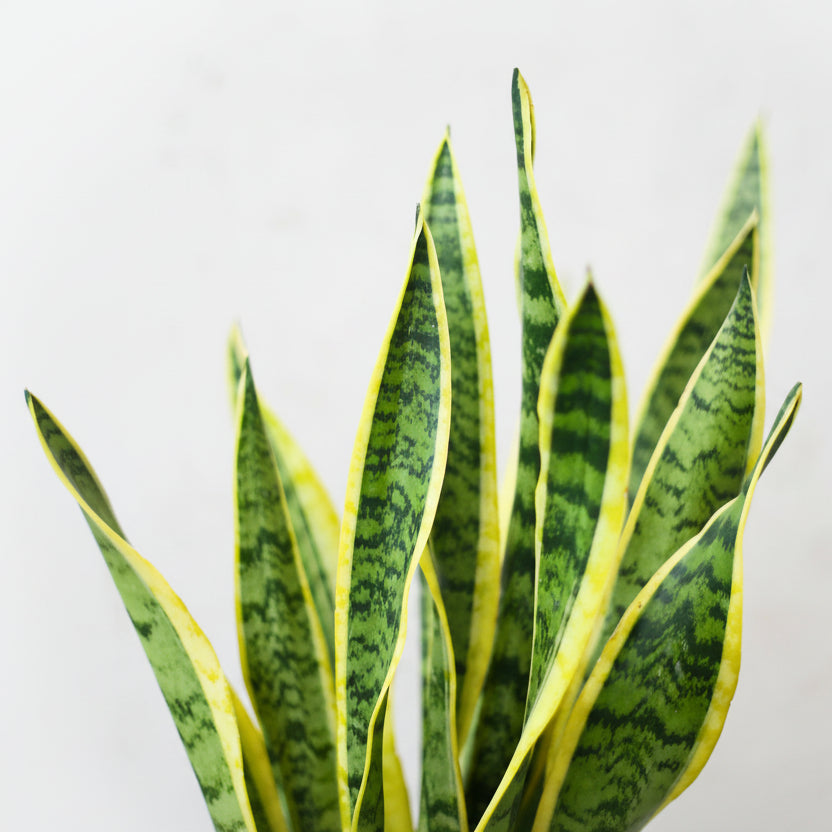Sansevieria Trifasciata