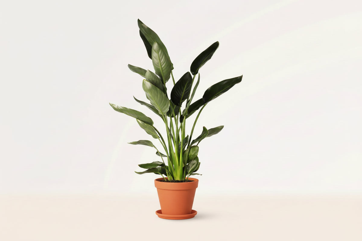 Strelitzia Reginae