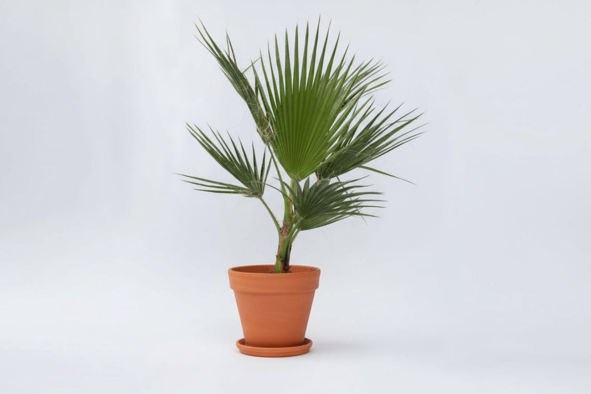 Washingtonia Robusta