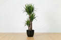 Yucca Gigantea