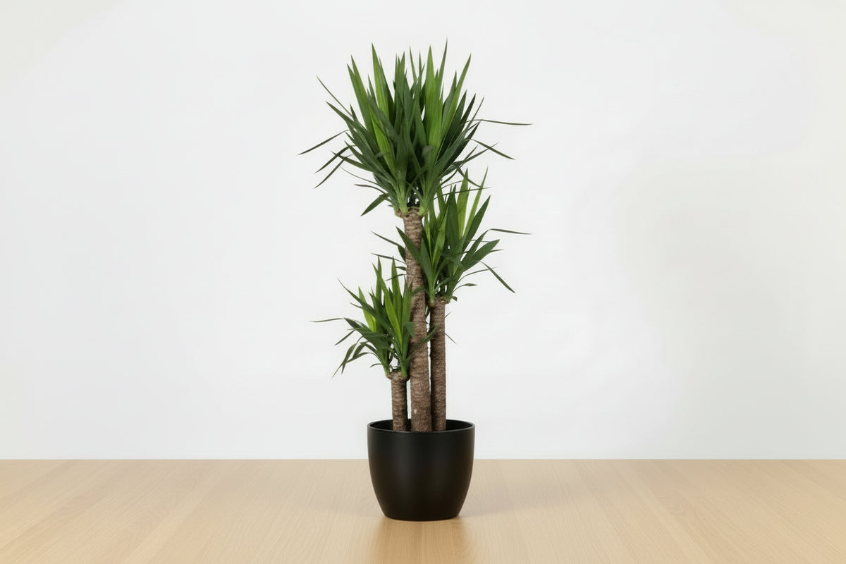 Yucca Gigantea
