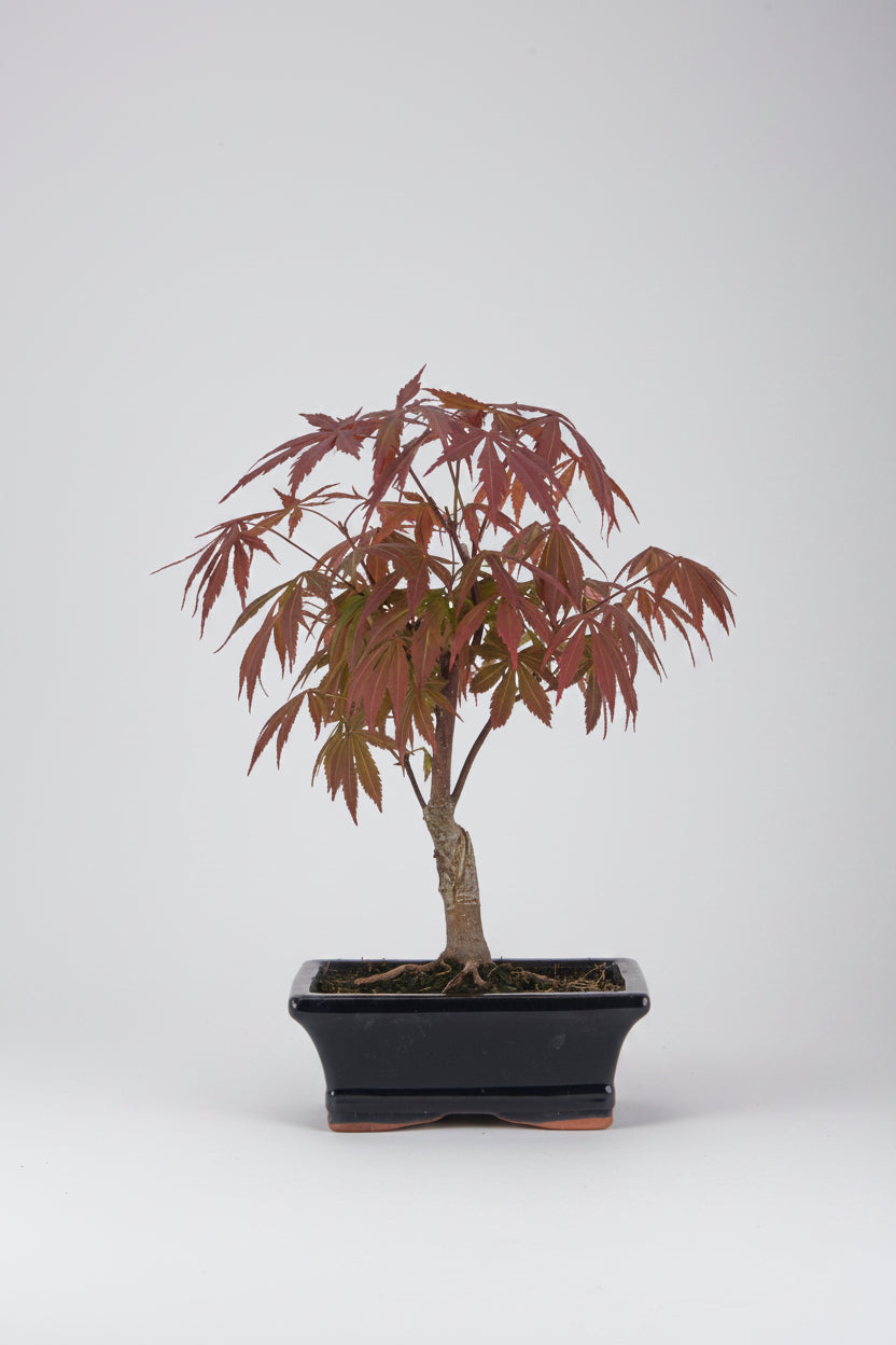 Acer palmatum atropurpureum - Bonsai 7 años